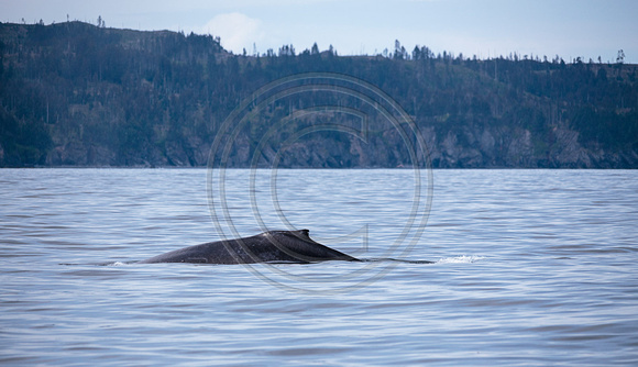 HumpbackWhale_Kodiak2014-40