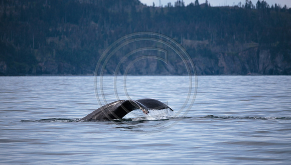 HumpbackWhale_Kodiak2014-41