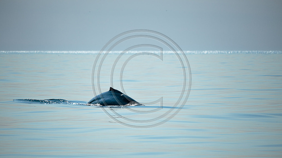 HumpbackWhale_Kodiak2014-1