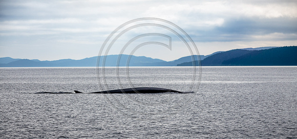 FinWhale_Kodiak2014-9