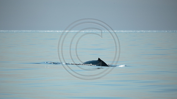 HumpbackWhale_Kodiak2014-2