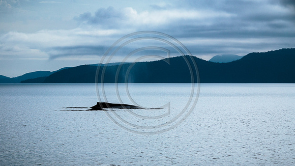 HumpbackWhale_Kodiak2014-5